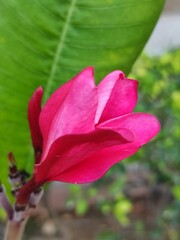 red and white flower