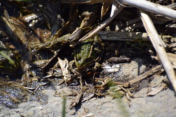 Natterjack Toad