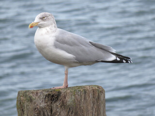 mouette