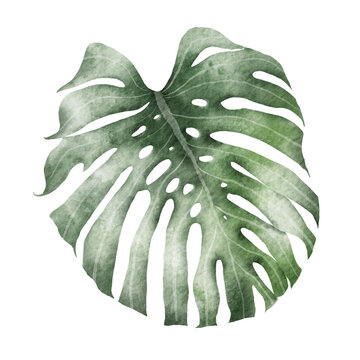 Watercolor tropical illustration: botanical leaves
