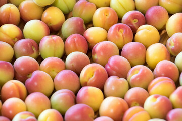 梅干しづくり　たくさんの熟した梅　バックグラウンド