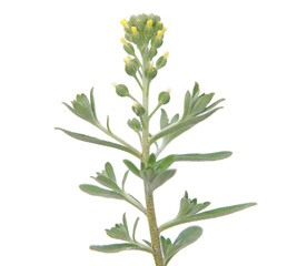 Pale yellow alyssum blomming plant isolated on white, Alyssum alyssoides