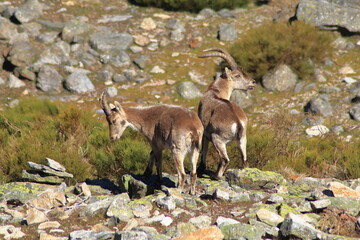 Pair of Gredos Mountain goats