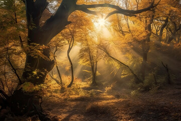 Magical forest landscape with sunbeam lighting up the golden foliage