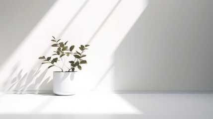 Minimal scene with white wall and nature elements
