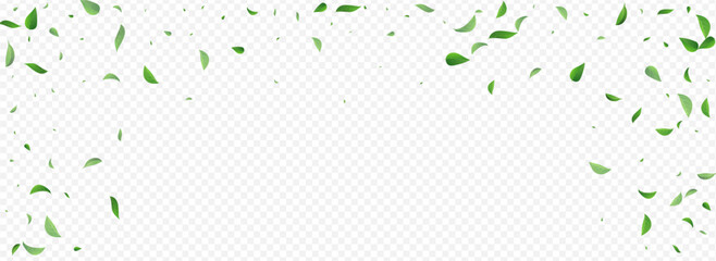 Swamp Greens Tree Vector Panoramic Transparent