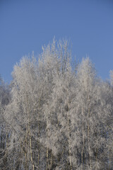 Frost on larch in the rays of the rising sun