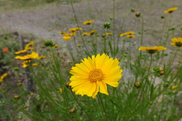 Macro of yellow flower of Coreopsis lanceolata in mid June