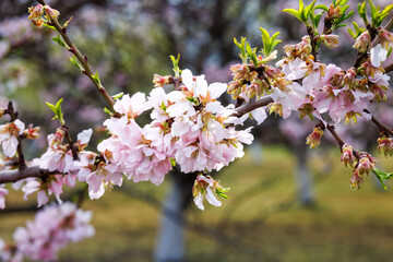 The almond tree, blossom