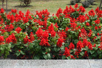 Great number of scarlet red flowers of Salvia splendens in July