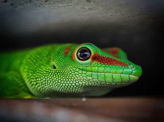 gecko