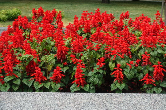 Mass of scarlet red flowers of Salvia splendens in July