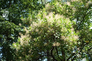 Crown of blossoming European smoketree in mid July