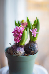 hyacinth in a pot