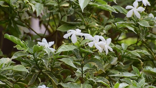 jasminum sambac (arabian jasmine) in the garden