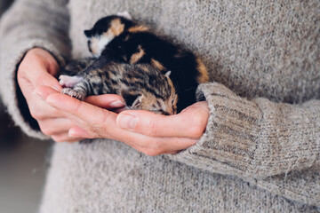 Female hands carefully hold newborn blind sleeping kittens. Funny domestic animals.