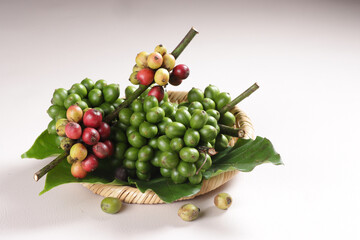 Collection of Raw Coffee Beans or Fresh Young Green Coffe Bean.