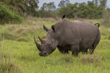 Obraz premium White rhinoceros (Ceratotherium simum) with calf in natural habitat, South Africa