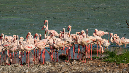 Fototapeta premium flamingos on lake baringo kena