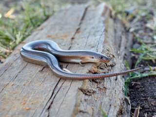 Western Three-toed Skink. Chalcides striatus.