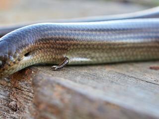 Western Three-toed Skink. Chalcides striatus.