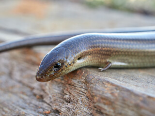 Western Three-toed Skink. Chalcides striatus.