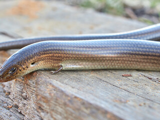 Western Three-toed Skink. Chalcides striatus.