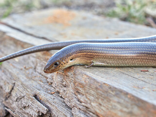 Western Three-toed Skink. Chalcides striatus.
