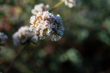 Sea Cliff Buckwheat - Flower