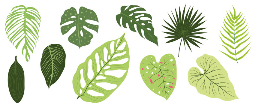 Summer tropical leaves vector set. Green botanical exotic foliage, palm leaves with hand drawn style isolated on white background. Plants element illustrated Design for decoration, print.