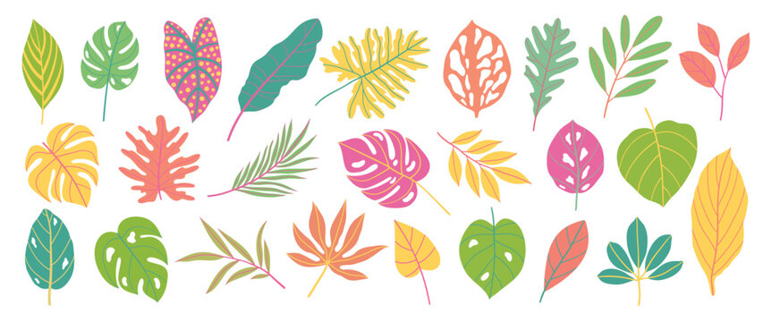 Summer tropical leaves vector set. Colorful botanical exotic foliage, palm leaves with hand drawn style isolated on white background. Plants element illustrated Design for decoration, print.