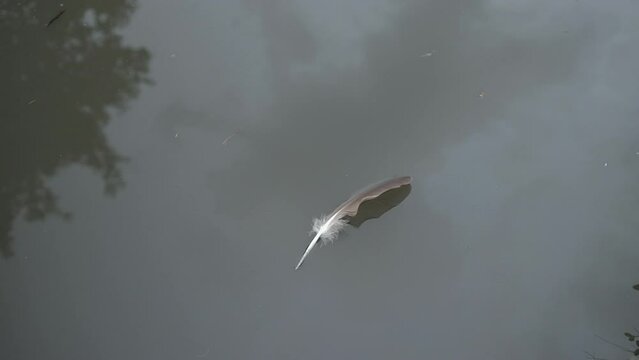 Feather floating on the Canal water