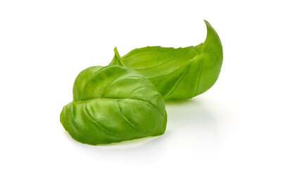 Green Basil Leaves Fresh Spice, closeup, isolated on a white background.