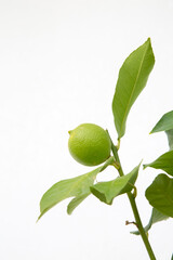 Green Lime and Leaf on White Wall