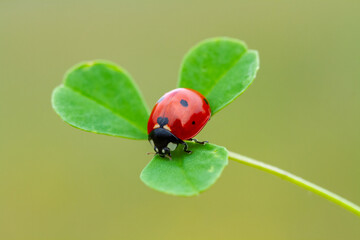 seven-spot ladybird