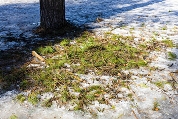 Obraz na płótnie Canvas A pine branch lies near a tree in the snow.