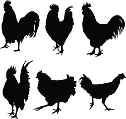 Silhouette of black hens and rooster vector illustration

