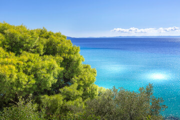 Naklejka premium Greece turquoise sea water bay and pine tree, Sithonia