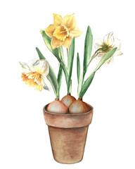 Watercolor flowers daffodils in a ceramic pot