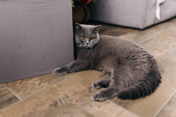 Noble proud cat lying on window sill. The British Shorthair with blue gray fur