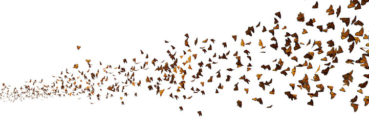 monarch butterflies swarm, Danaus plexippus group isolated on transparent background banner