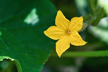 Cucumber yellow flower close up. Cucmber flower blossoming, flower buds on cucumber with stem and leaves. Macro shot