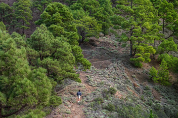 Man hiking in the pine forest in National Park Caldera de taburiente in La Palma, Canary Island