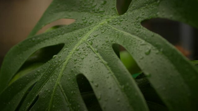 Water Droplets on Monstera Plant Leaf. Domestic plants watering process. Slow motion. Close Up.