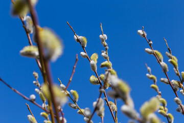 Fluffy soft willow buds