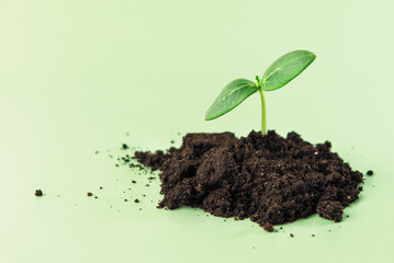 green sprout on the green background with copyspace