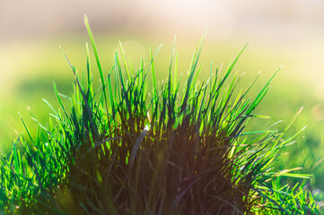 soczysta zielona trawa z rozmytym jasnym tłem w słońcu - obrazy, fototapety, plakaty