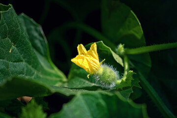 Watermelon yellow flower with green leaves, growing watermelon, organic plant garden. Melon bloom, watermelon cultivation.