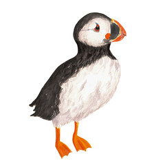 Hand drawn watercolor puffin sitting on the ground