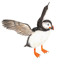 A puffin is standing on the ground and waving its wings. Hand-drawn watercolor illustration.